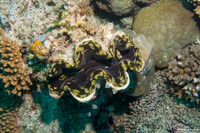 Tridacna crocea (Boring Giant Clam)