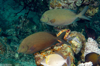 Siganus punctatus (Gold-Spotted Rabbitfish)