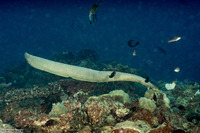 Aipysurus laevis (Olive Sea Snake)