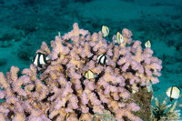 Pocillopora verrucosa (Pocillopora Verrucosa)