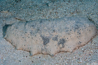 Holothuria fuscogilva (White Teatfish Sea Cucumber)