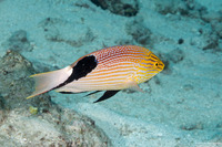 Bodianus loxozonus (Blackfin Hogfish)