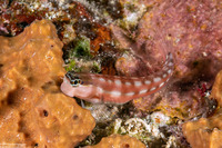 Ecsenius australianus (Australian Coralblenny)