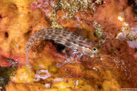 Ecsenius yaeyamaensis (Yaeyama Coralblenny)