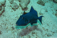 Pseudobalistes fuscus (Blue Triggerfish)