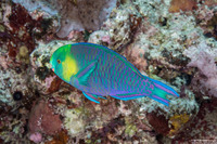 Scarus spinus (Greensnout Parrotfish)