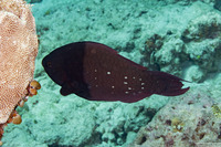 Scarus altipinnis (Filament-Fin Parrotfish)