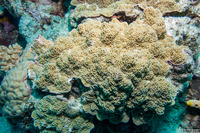 Montipora turgescens (Montipora Turgescens)