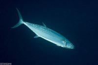 Grammatorcynus bilineatus (Double-Lined Mackerel)