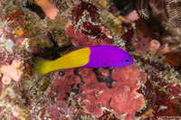 Pictichromis paccagnellae (Royal Dottyback)