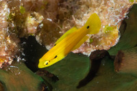 Bodianus bimaculatus (Twospot Slender Hogfish)