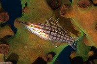 Oxycirrhites typus (Longnose Hawkfish)