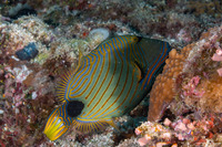 Balistapus undulatus (Orange-Lined Triggerfish)