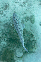 Epinephelus cyanopodus (Speckled Grouper)