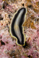 Pseudoceros jebborum (Jebb's Flatworm)