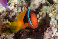 Amphiprion melanopus (Red and Black Anemonefish)