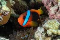 Amphiprion melanopus (Red and Black Anemonefish)