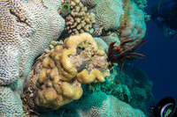 Leptoria phrygia (Smooth Brain Coral)