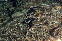 Plotosus lineatus (Striped Catfish)