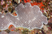 Goniopora lobata (Flower Pot Coral)