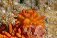 Phestilla melanobrachia (Cup Coral Nudibranch)