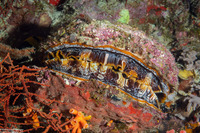 Spondylus varius (Variable Thorny Oyster)