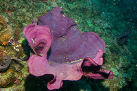 Ianthella basta (Elephant Ear Sponge)