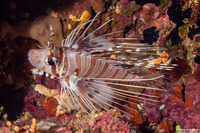 Pterois antennata (Spotfin Lionfish)