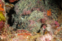 Synanceia verrucosa (Reef Stonefish)