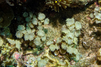 Turbinaria ornata (Ornate Seaweed)