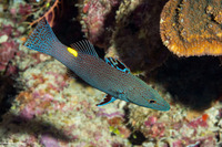 Belonoperca chabanaudi (Arrowhead Soapfish)