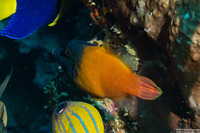 Pervagor melanocephalus (Blackheaded Filefish)