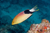 Bodianus loxozonus (Blackfin Hogfish)