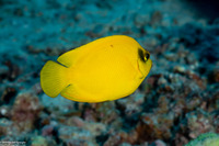 Centropyge heraldi (Yellow Pygmy Angelfish)