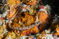 Corythoichthys ocellatus (Orange-Spotted Pipefish)