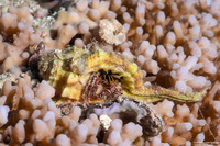 Dardanus lagopodes (Dark Knee Hermit Crab)