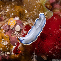 Cycloporus venetus (Marine Blue Flatworm)