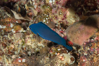 Assessor macneilli (Blue Devilfish)