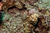 Synanceia verrucosa (Reef Stonefish)