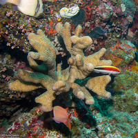 Pocillopora grandis (Antler Coral)