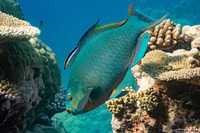 Scarus altipinnus (Filament-Fin Parrotfish)