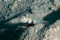 Amblyeleotris guttata (Spotted Shrimpgoby)