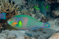 Scarus rivulatus (Surf Parrotfish)
