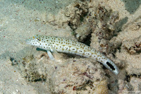 Parapercis hexophtalma (Speckled Sandperch)