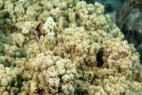 Montipora turgescens (Montipora Turgescens)