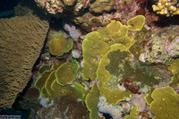 Turbinaria reniformis (Yellow Scroll Coral)