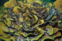 Turbinaria reniformis (Yellow Scroll Coral)