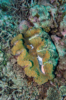 Tridacna gigas (Giant Clam)