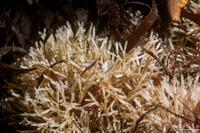 Microporina articulata (Stick Bryozoan)