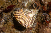 Calliostoma canaliculatum (Channeled Top Snail)